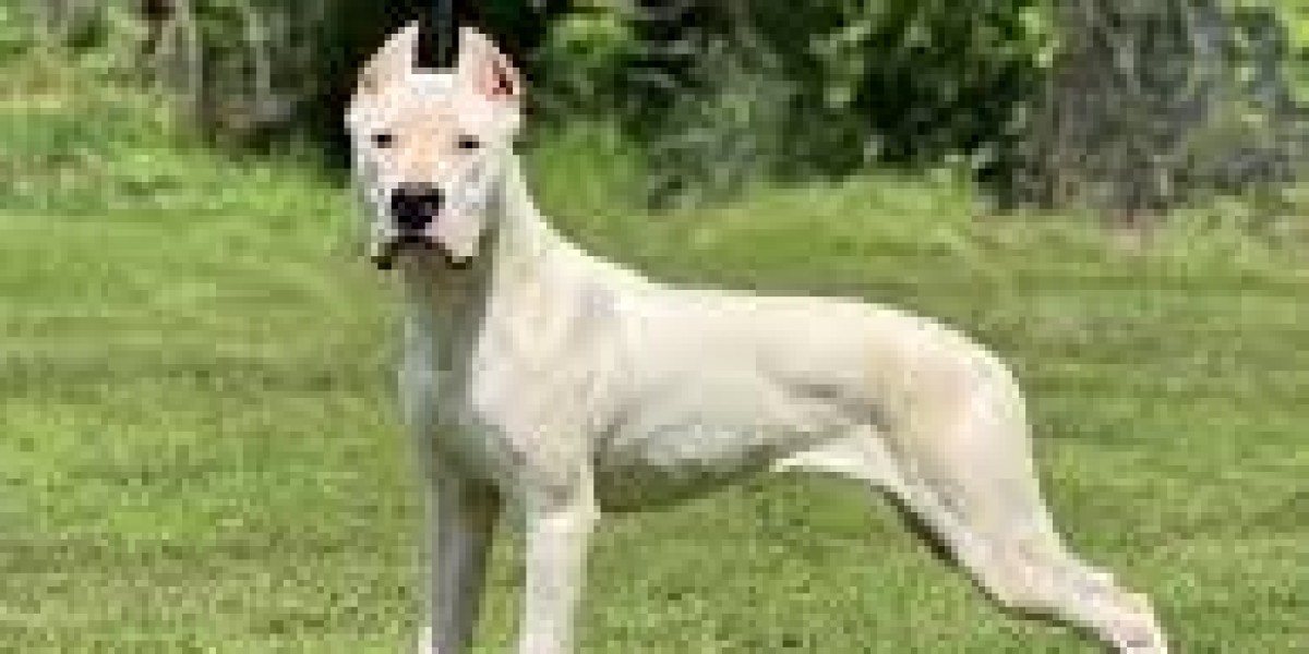 Expert Dog Training Services in Conyers, Georgia