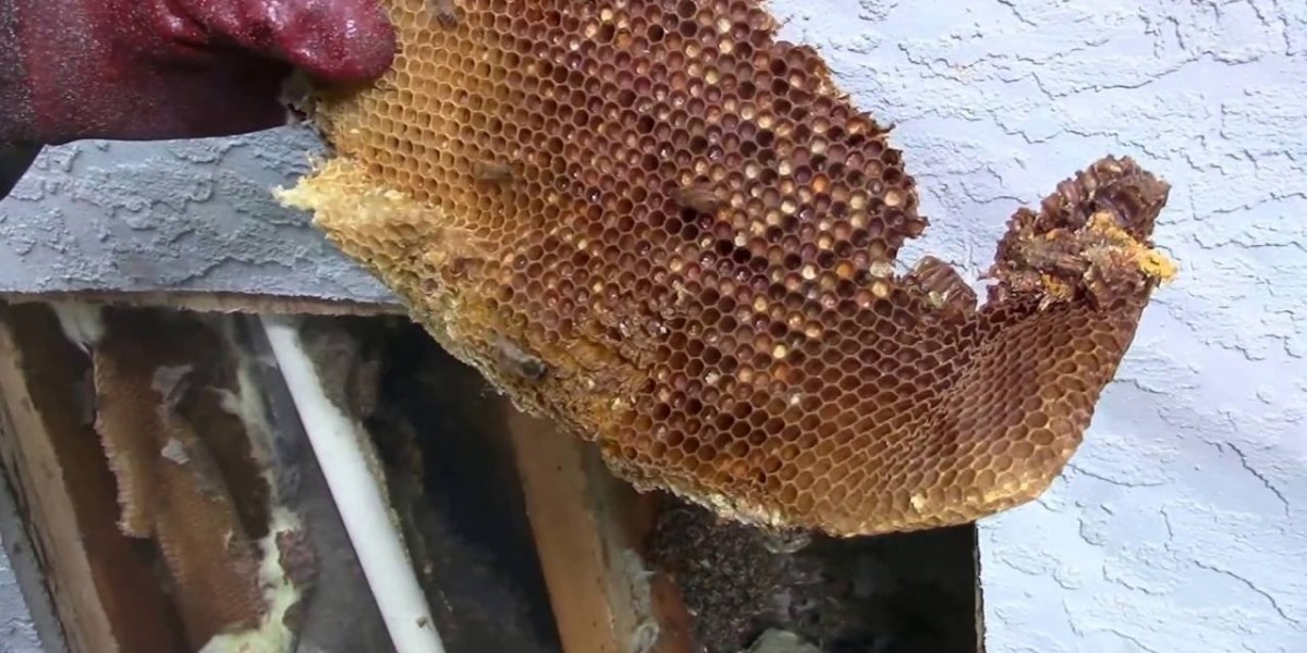Safe Bee Removal Solutions from Local Experts You Can Rely On