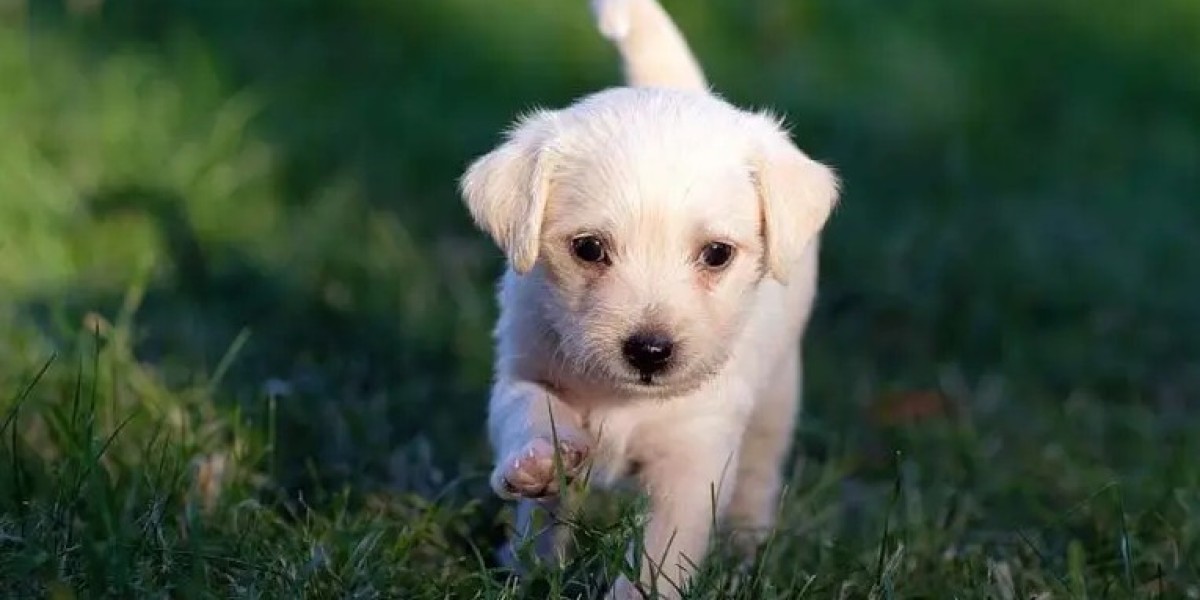 Dog Training Gold Coast | Tailored Programs for Every Dog