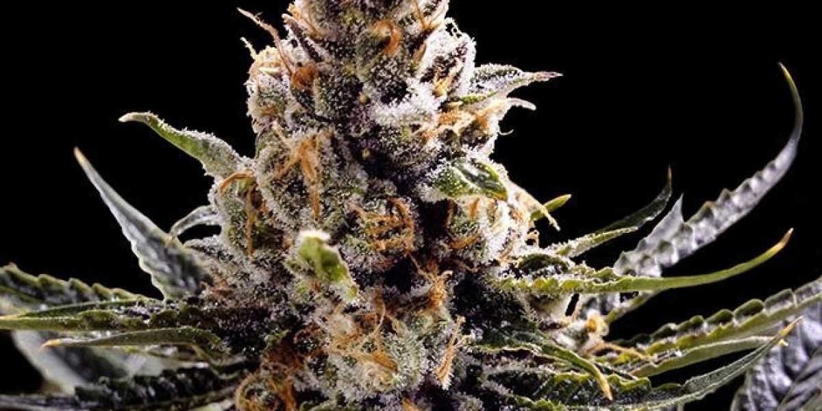 Autoflower Marijuana Seeds: Fast, Easy, and Reliable Growing