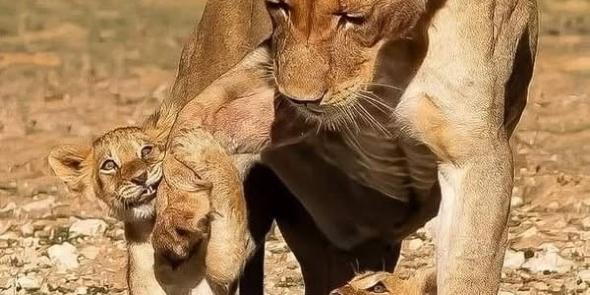 Content Birthday Joey Hamilton