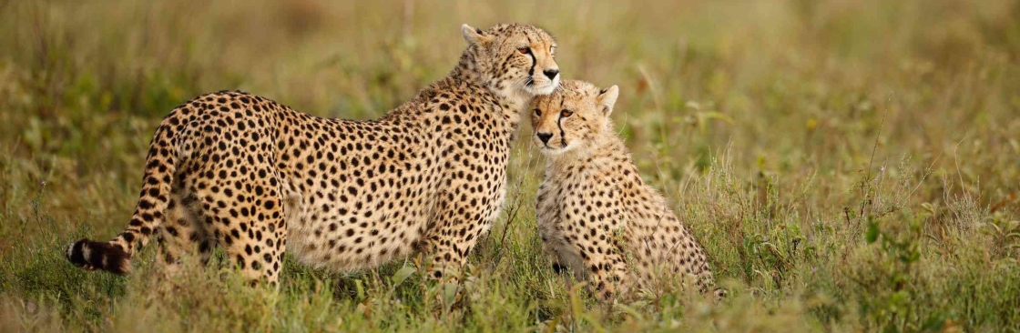 African Memorable Safaris Cover Image