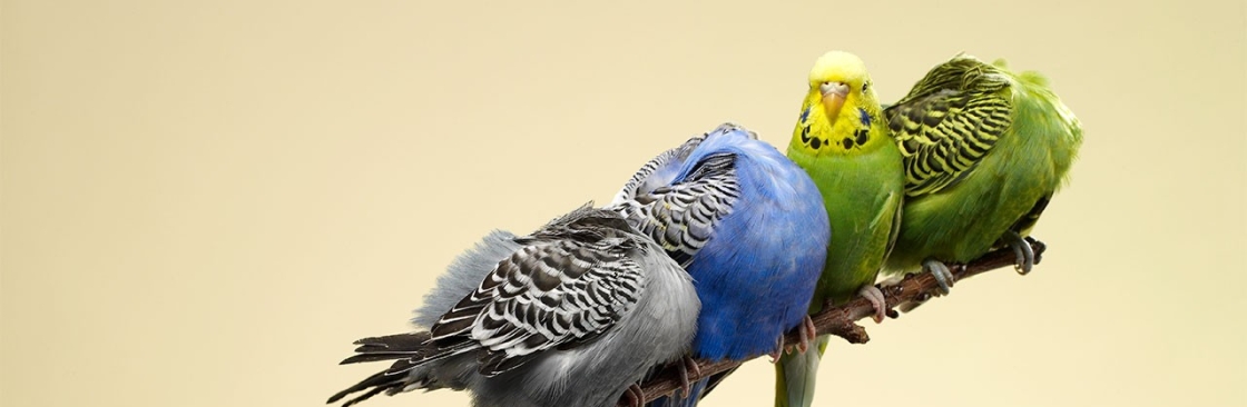 Birdie Boutique Cover Image