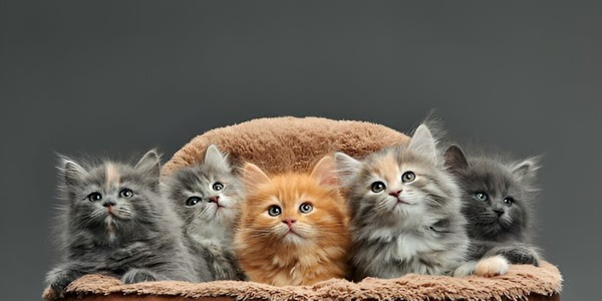 White Persian Cat Price in India – Detailed Cost & Care Guide | Khan Kittens